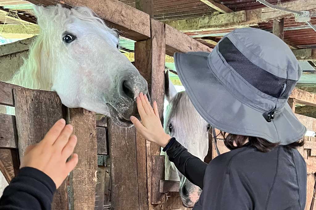caring-for-rescued-horses-in-Costa-Rica