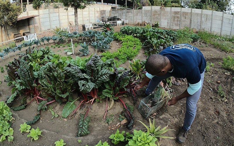 Permaculture Volunteer in Guatemala