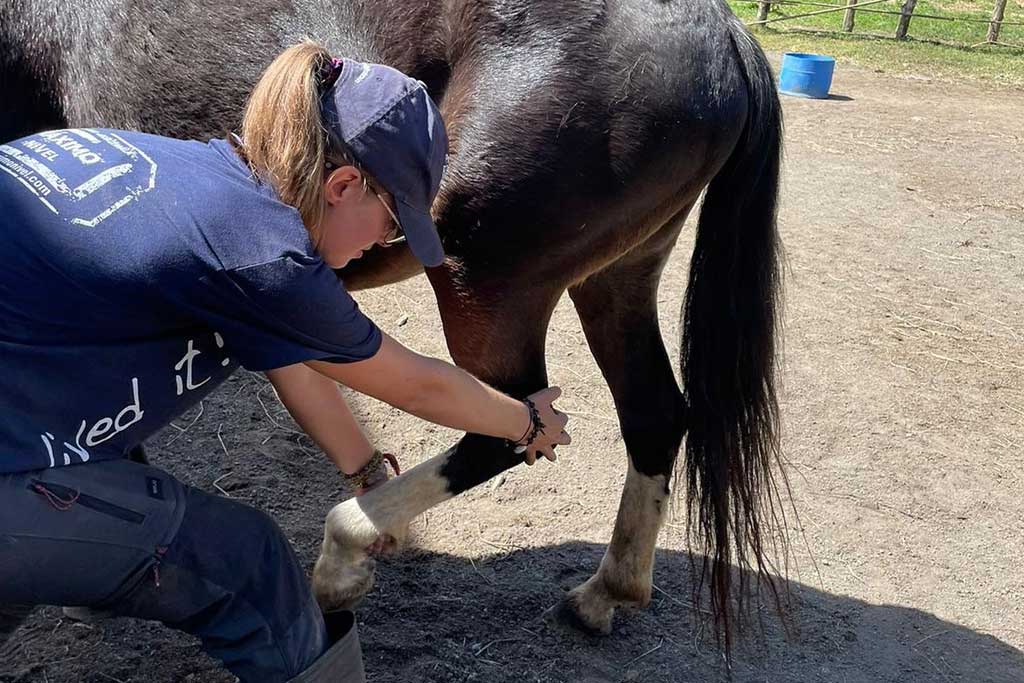 equine-volunteer-costa-rica