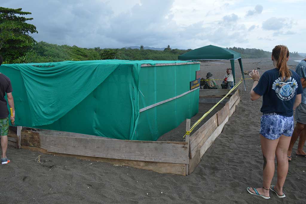 hatcheries-sea-turtle-conservation-costa-rica
