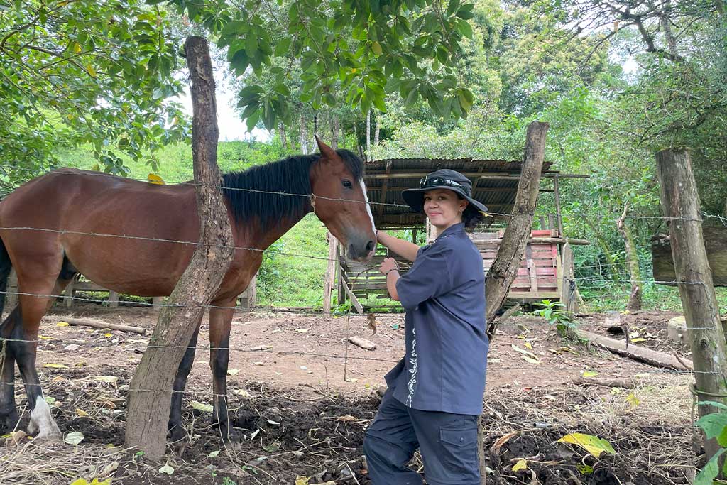 horses-volunteer-program-costa-rica