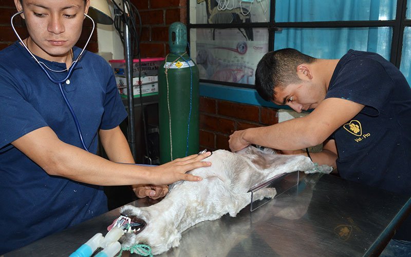 international-internship-veterinary-science-CR Veterinary Internships in Costa Rica