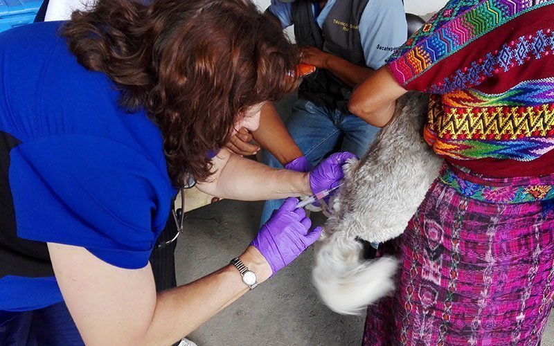 international-internship-veterinary-science-program-GT Veterinary Internships in Guatemala