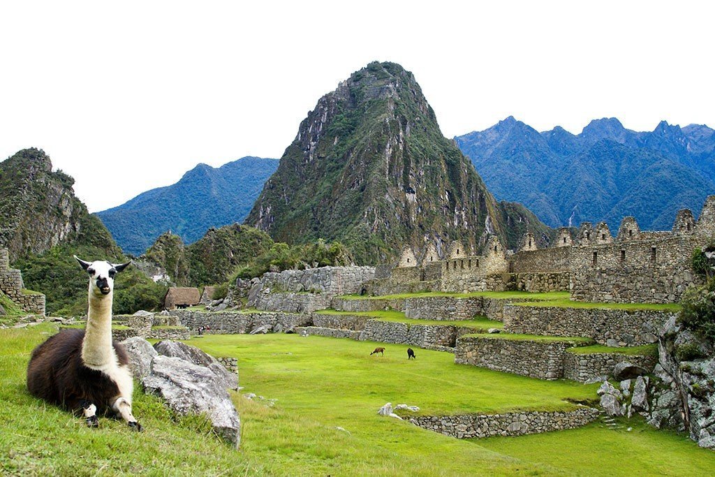 llamas-at-macchu-picchu