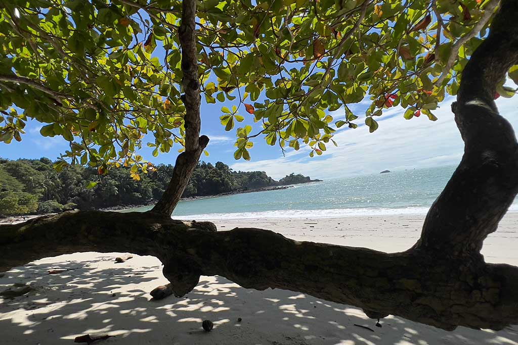 Manuel-Antonio-National-Park-Your-Guide-to-Wildlife-Beaches-and-Hiking