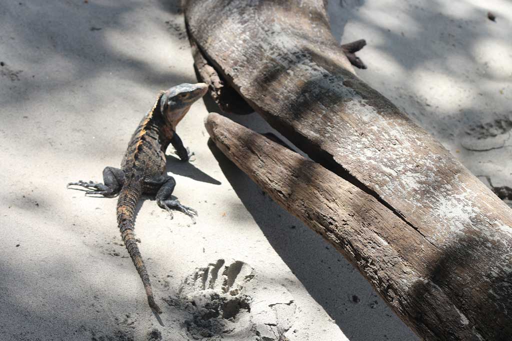 Manuel-Antonio-National-Park-Your-Guide-to-Wildlife