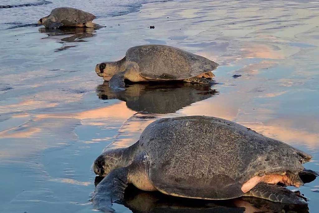 sea-turtle-conservation-in-costa-rica