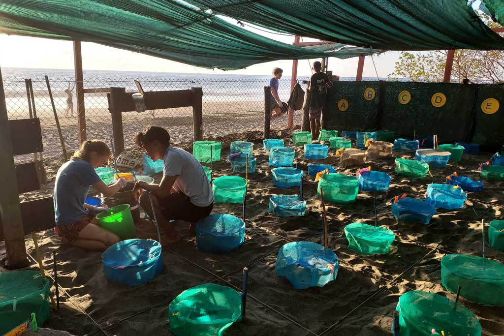 sea-turtle-conservation-junquillal-costa-rica
