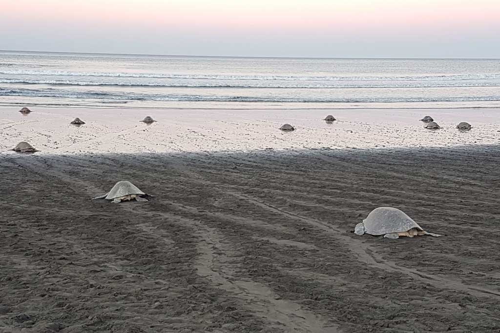sea-turtles-arribadas-at-junquillal
