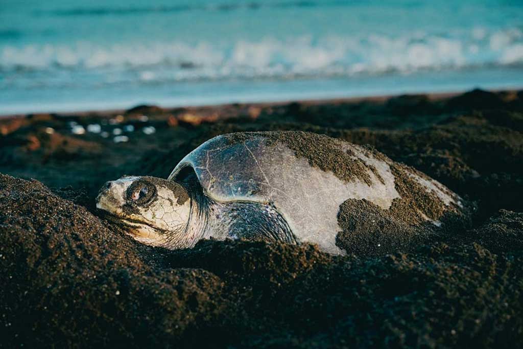 sea-turtles-species-costa-rica
