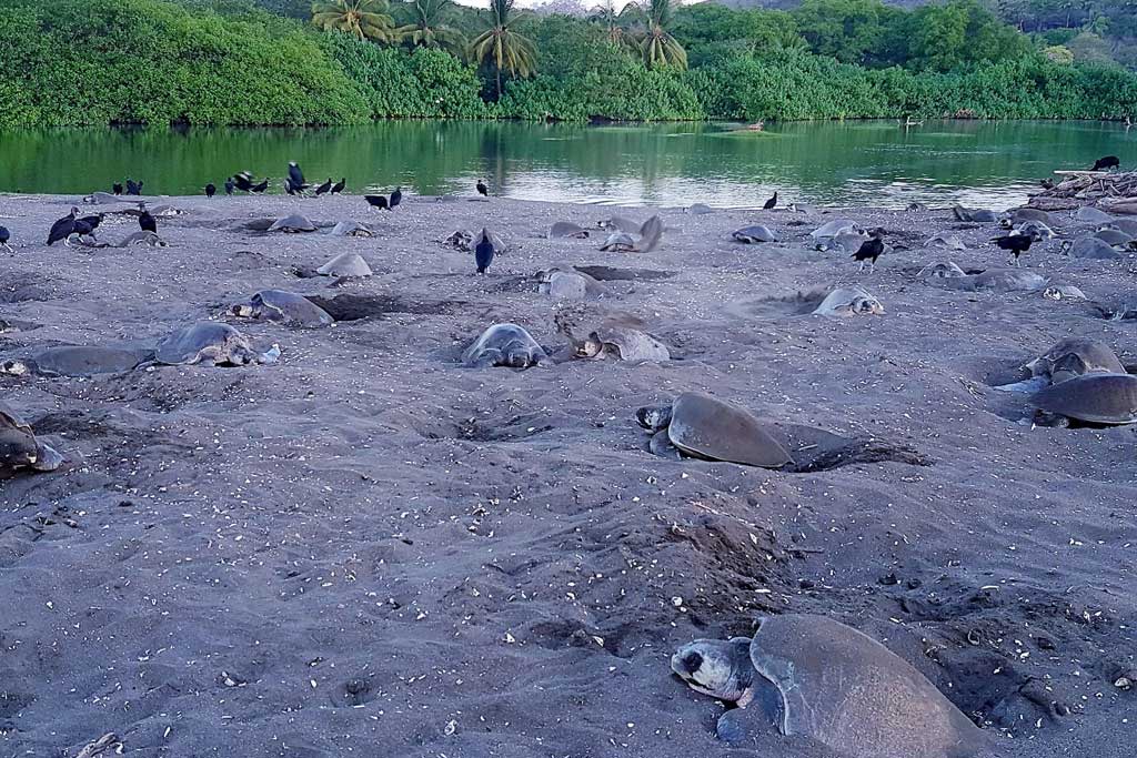 The-Challenges-Facing-Sea-Turtles-Costa-Rica