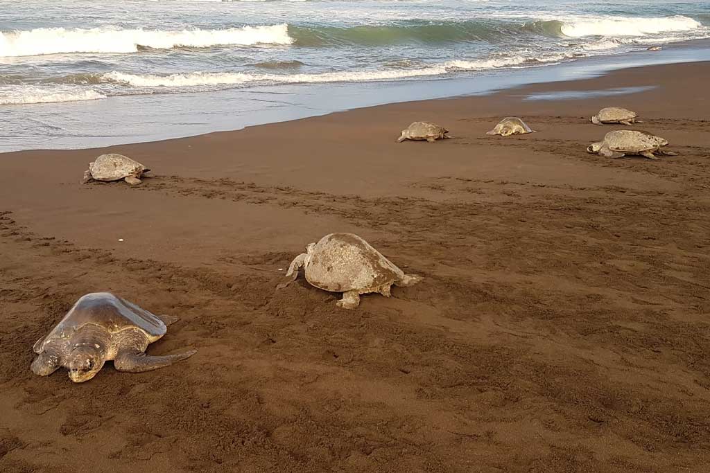 the World of Sea Turtles in Costa Rica