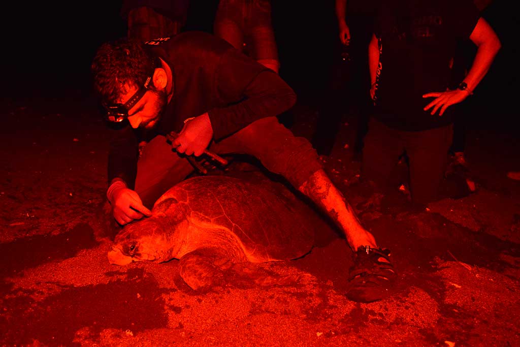 Turtle-Conservation-Costa-Rica-Night-Patrols
