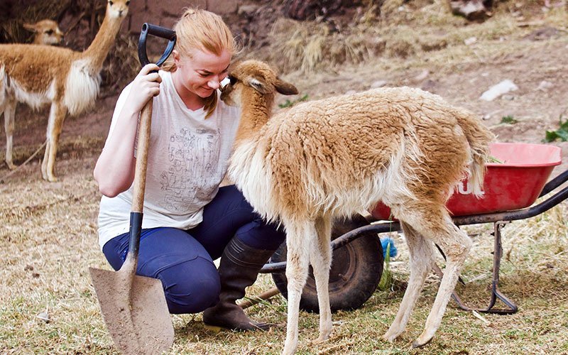 Volunteer with Llamas and Alpacas Abroad