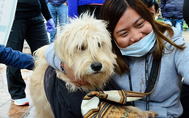 Volunteer at Dogs and Cats Shelters Abroad