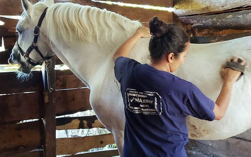 Volunteer With Horses Abroad