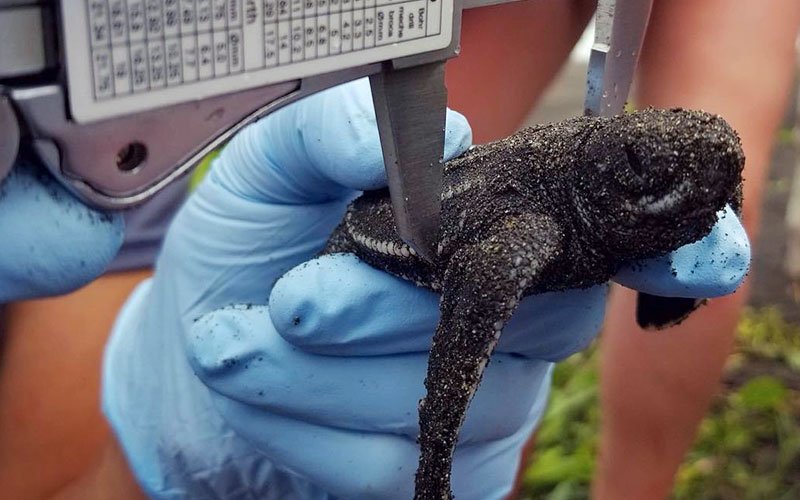 volunteer-abroad-sea-turtle-program-CR Sea Turtle Conservation in Costa Rica