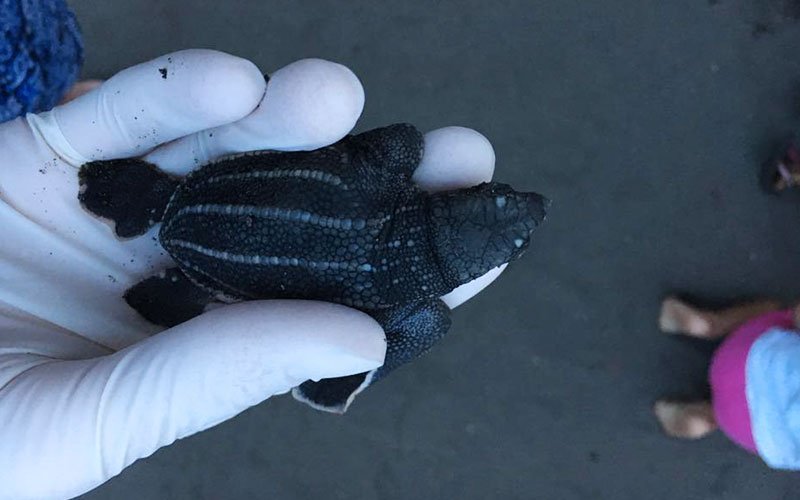 Volunteer in Sea Turtle Conservation in Costa Rica