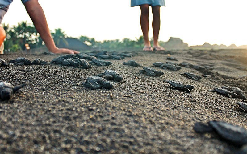 Volunteer in Sea Turtle Conservation in Guatemala