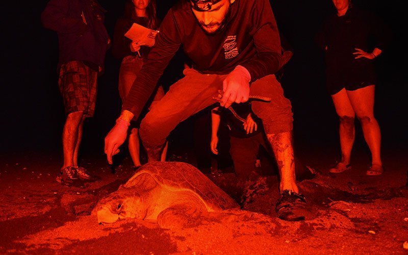volunteer-abroad-sea-turtle-program Volunteer in Sea Turtle Conservation