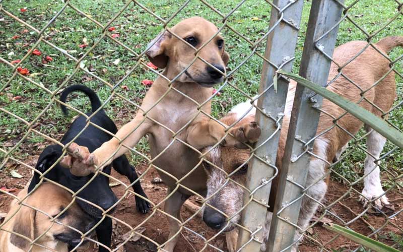 Volunteer with Dogs in Costa Rica